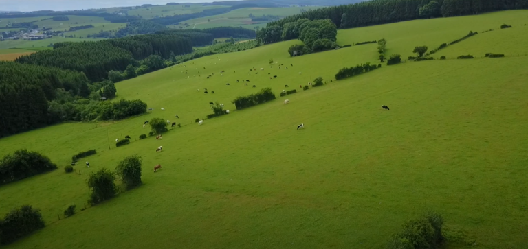 pâturage gazon court