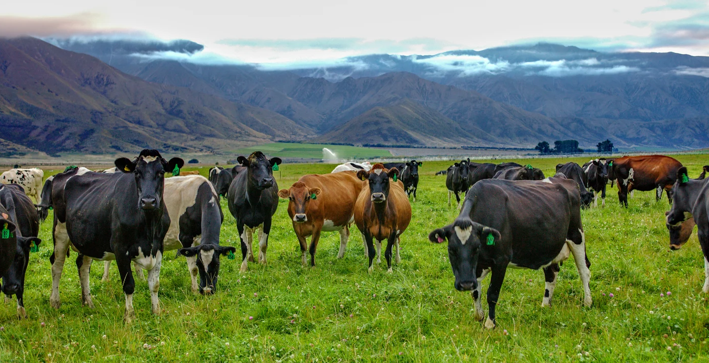 Vaches croisée au pâturage