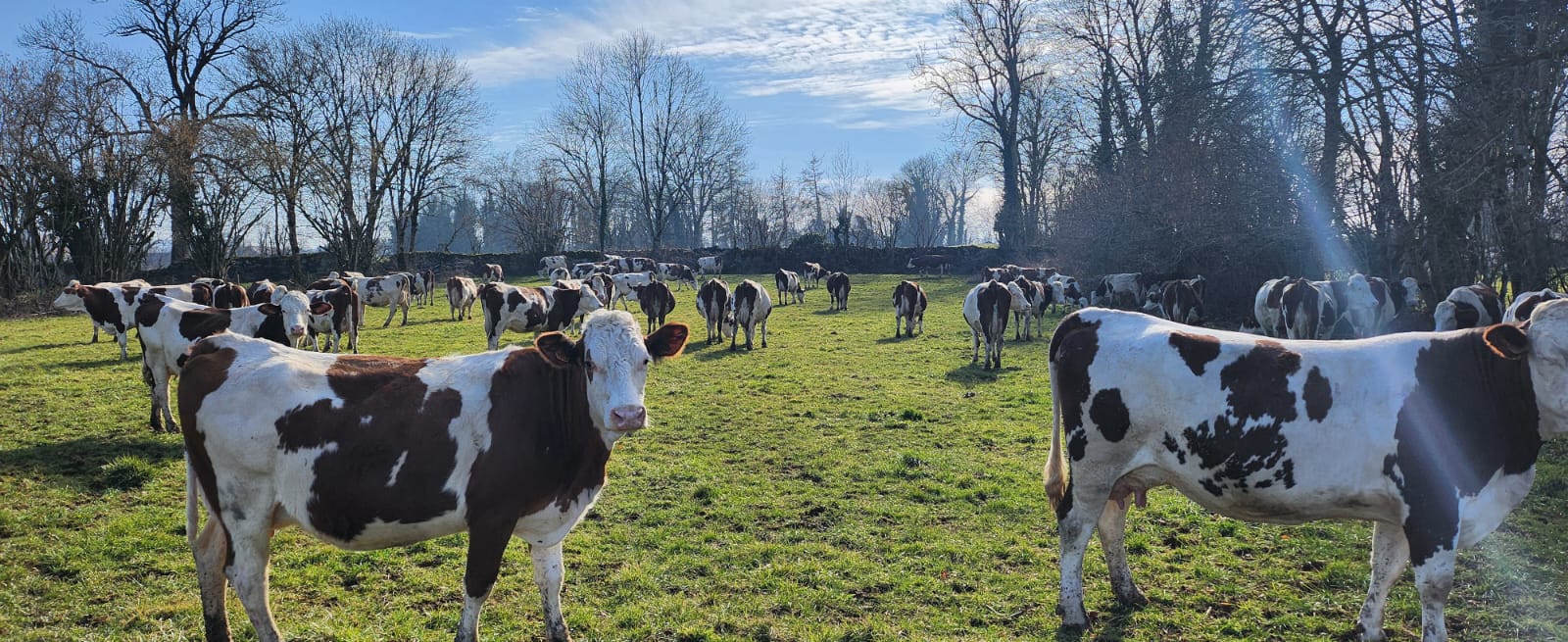 mise à l'herbe des vaches
