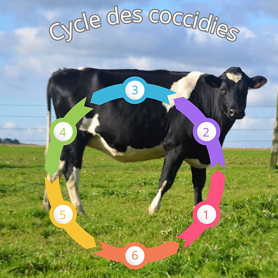 Description du cycle des coccidies sur les bovins