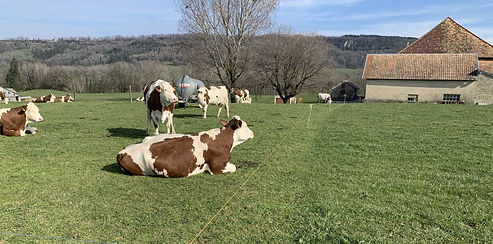 vaches qui dépriment une prairie