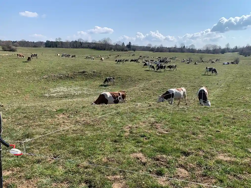 Vaches de la ferme liegeon au pâturage