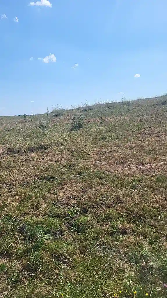 Herbe sèche pendant l'été dans les pâturage de la ferme liegeon