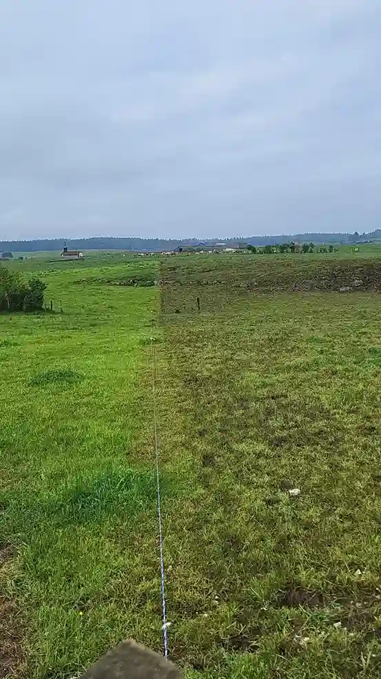 Résiduel après pâturage des vaches sur la ferme liegeon