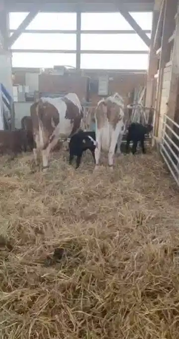 Bilan 2025 ferme ALPY