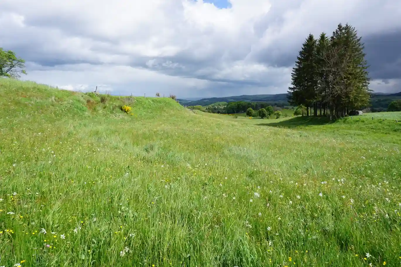 pâturage tournant dynamique flore