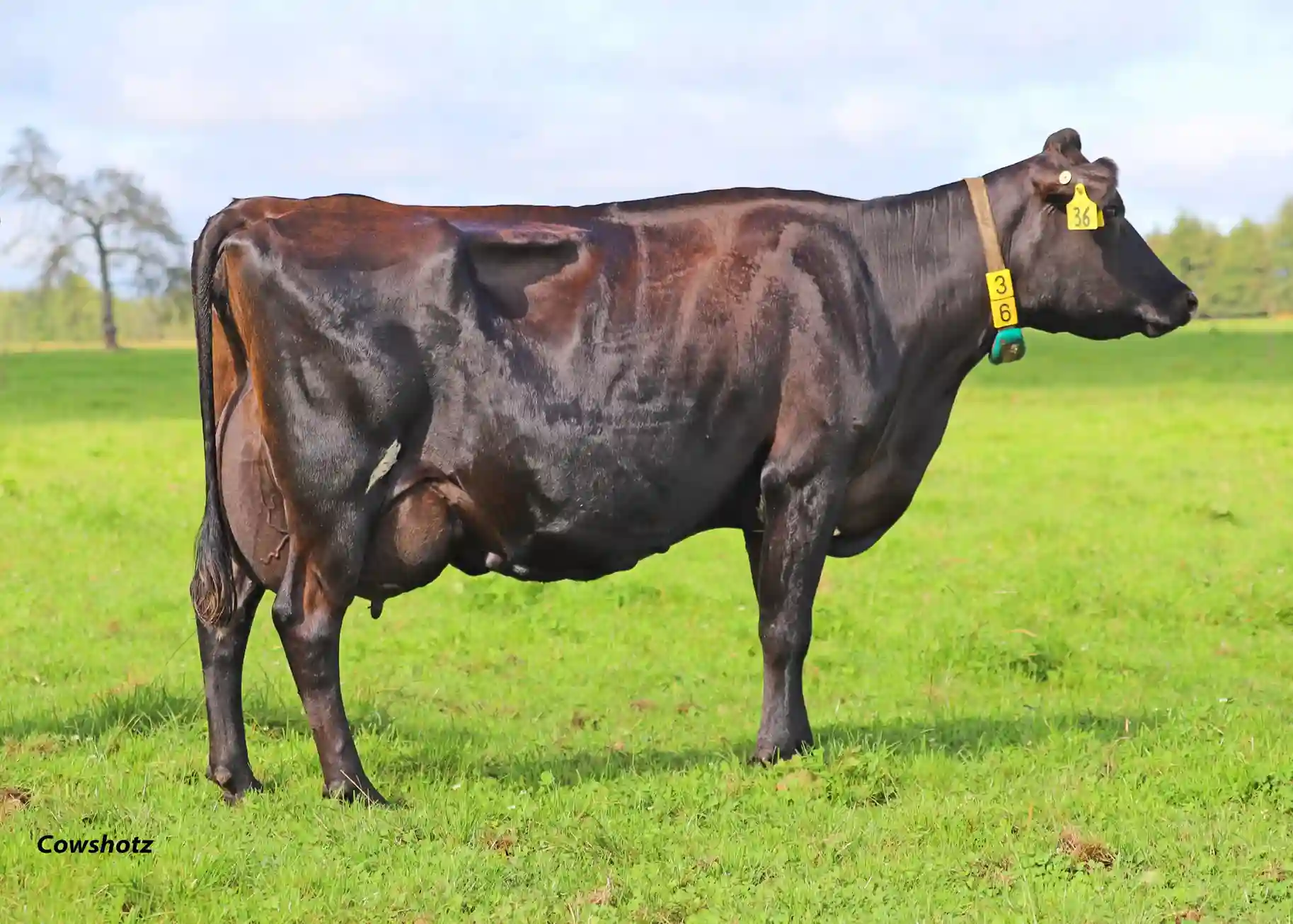 pâturage tournant dynamique performance