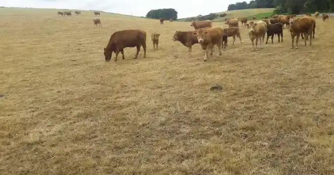 pâturage tournant dynamique surpâturage