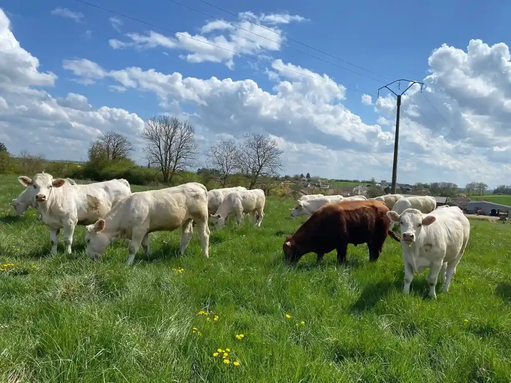 Bilan 2025 ferme de la forêt