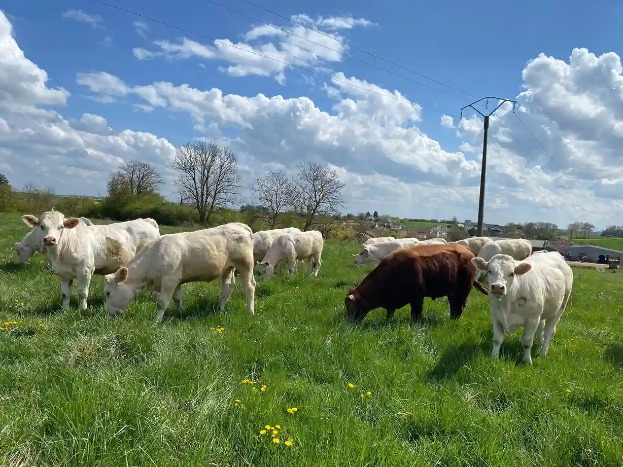 Bilan 2025 ferme de la forêt
