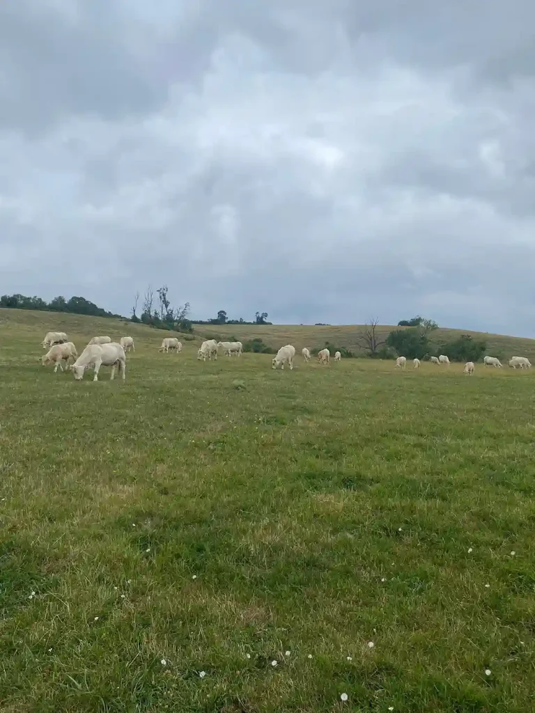 Bilan 2025 ferme de la forêt