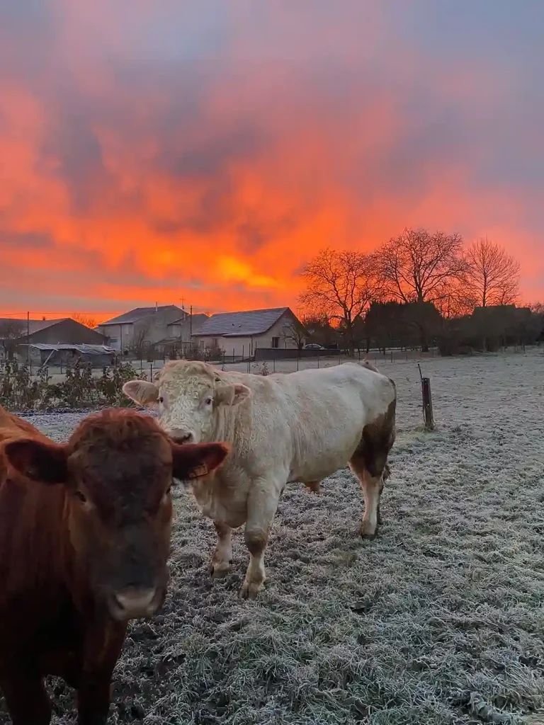 Bilan 2025 ferme de la forêt