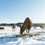 30 cm de neige au pâturage