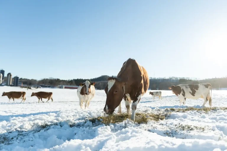 30 cm de neige au pâturage