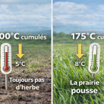 quand sortir les vaches au pâturage
